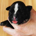 Tanyati H Litter