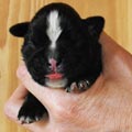 Tanyati H Litter