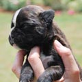 Tanyati H Litter