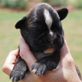 Tanyati H Litter