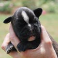 Tanyati H Litter