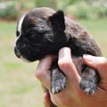 Tanyati H Litter