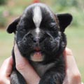 Tanyati H Litter
