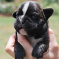 Tanyati H Litter