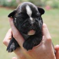 Tanyati H Litter