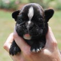 Tanyati H Litter