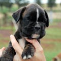 Tanyati H Litter