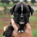 Tanyati H Litter