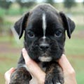 Tanyati H Litter