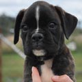 Tanyati H Litter