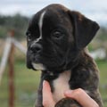 Tanyati H Litter
