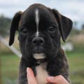 Tanyati H Litter