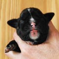 Tanyati H Litter