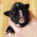 Tanyati H Litter