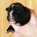 Tanyati H Litter
