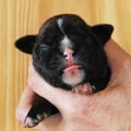 Tanyati H Litter