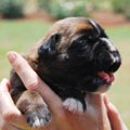 Tanyati H Litter