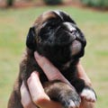 Tanyati H Litter