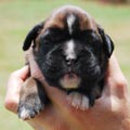 Tanyati H Litter