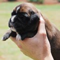 Tanyati H Litter