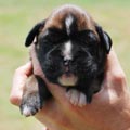 Tanyati H Litter