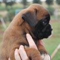Tanyati H Litter