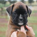 Tanyati H Litter