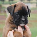Tanyati H Litter