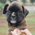 Tanyati H Litter
