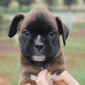 Tanyati H Litter