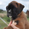 Tanyati H Litter