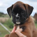 Tanyati H Litter