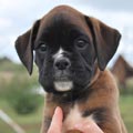 Tanyati H Litter