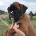 Tanyati H Litter