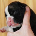 Tanyati H Litter
