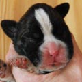 Tanyati H Litter