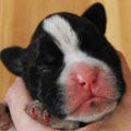 Tanyati H Litter