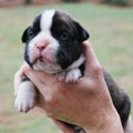 Tanyati H Litter