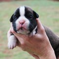 Tanyati H Litter