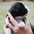 Tanyati H Litter