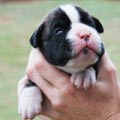 Tanyati H Litter