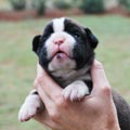 Tanyati H Litter
