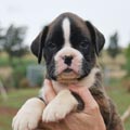 Tanyati H Litter