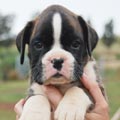 Tanyati H Litter