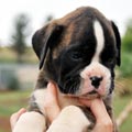 Tanyati H Litter