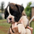 Tanyati H Litter