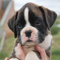 Tanyati H Litter
