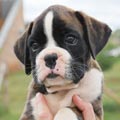 Tanyati H Litter
