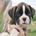 Tanyati H Litter