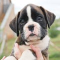 Tanyati H Litter